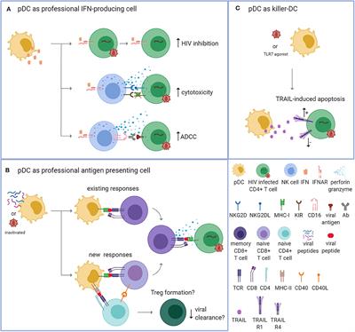 Plasmacytoid Dendritic Cells as Cell-Based Therapeutics: A Novel Immunotherapy to Treat Human Immunodeficiency Virus Infection?